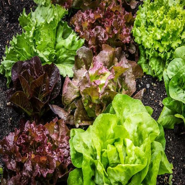 Lettuce Gourmet Mix - Pacific Northwest Seeds