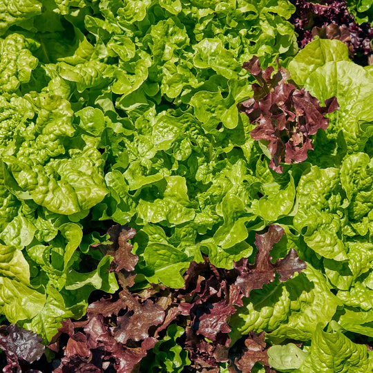 Lettuce Looseleaf Blend - Burpee Seeds
