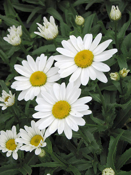 Shasta Daisy - Snowcap, 1 Pack