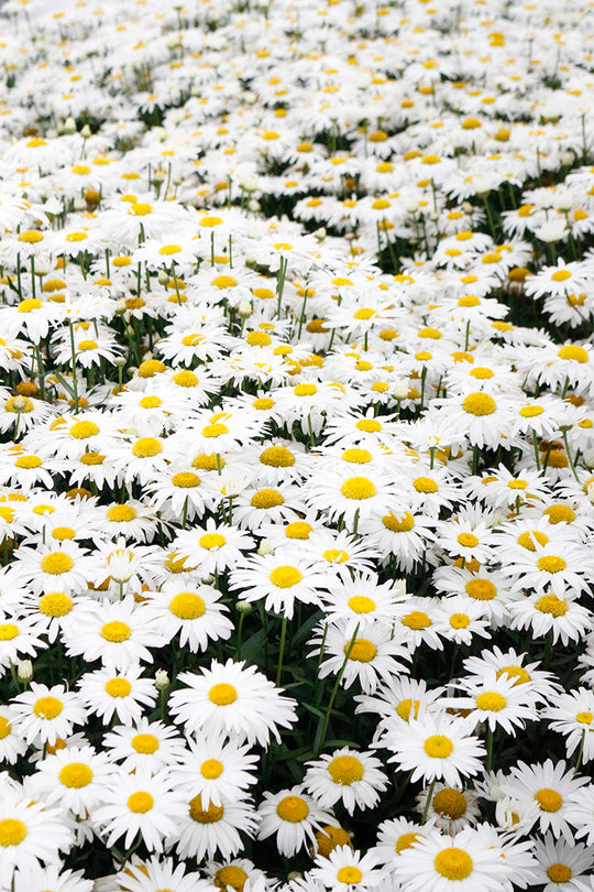 Shasta Daisy Leucanthemum - Ontario Seed Company