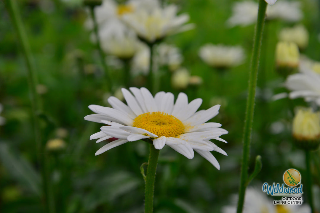 Shasta Daisy - Becky, 1 Pack