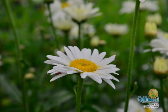 Shasta Daisy - Becky, 1 Pack