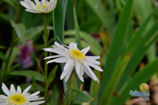 Shasta Daisy - Becky, 1 Pack