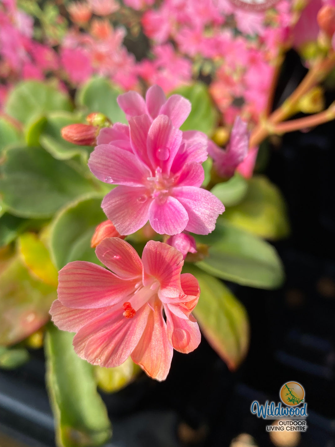 Lewisia Cotyledon - Sunset Strain, 1 Pack