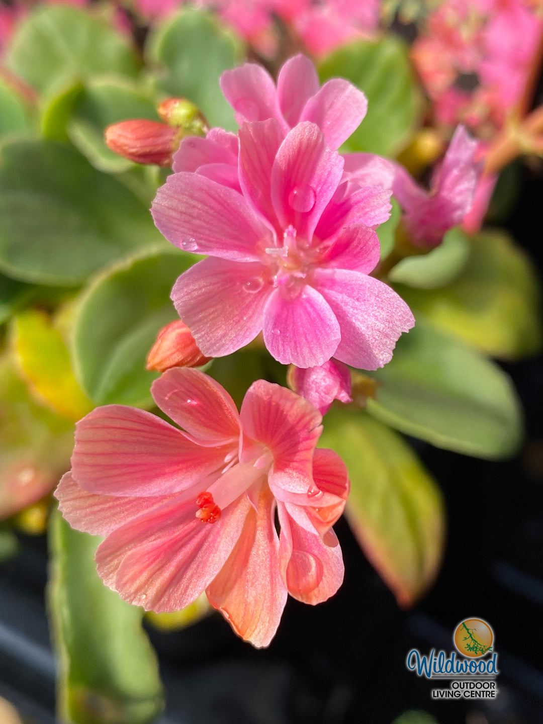 Lewisia Cotyledon - Sunset Strain, 1 Pack