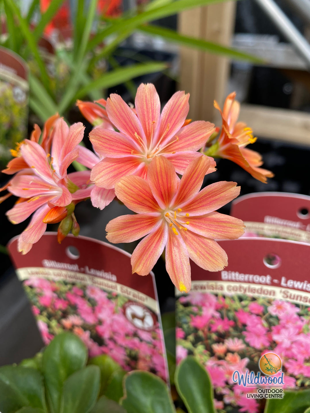 Lewisia Cotyledon - Sunset Strain, 1 Pack