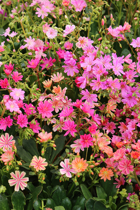 Lewisia Cotyledon - Sunset Strain, 1 Pack