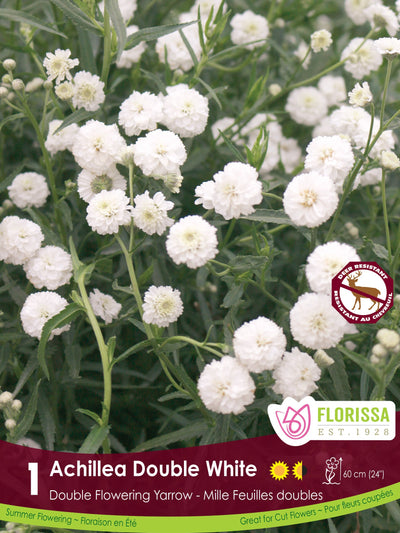 Achillea  - Double White, 1 Pack