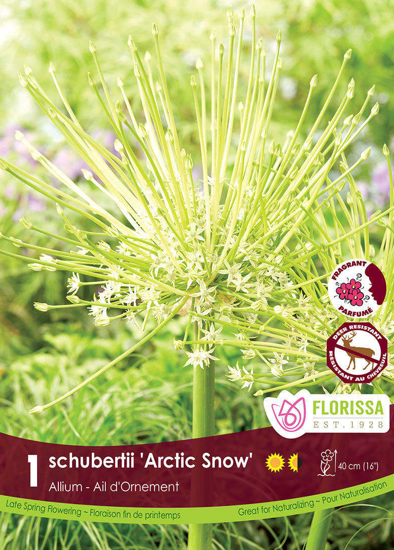 Allium -  Schubertii Artic Snow, 1 Pack