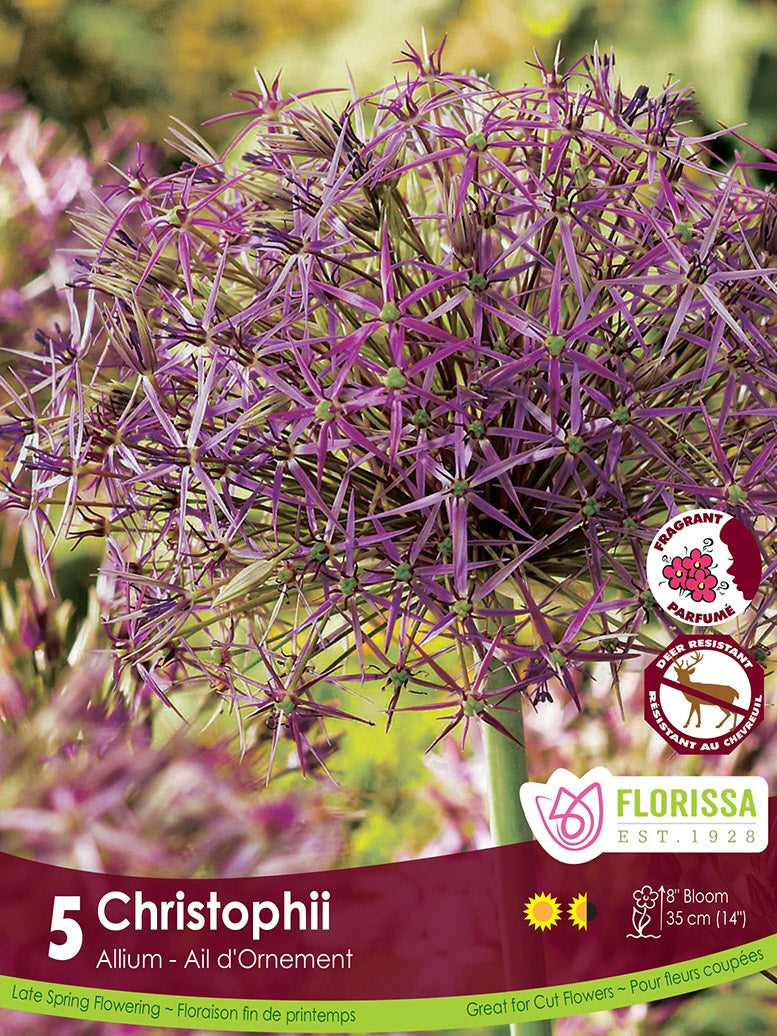 Allium - Christophii, 5 Pack