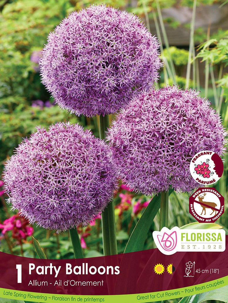 Allium - Party Balloons