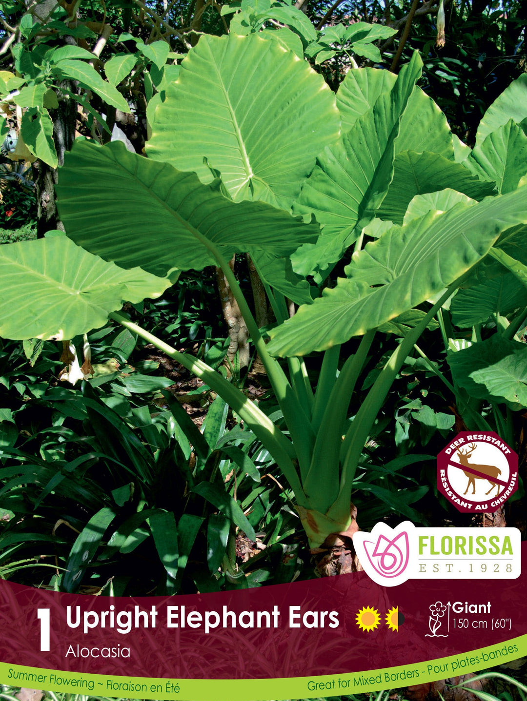 Alocasia - Upright Elephant Ears