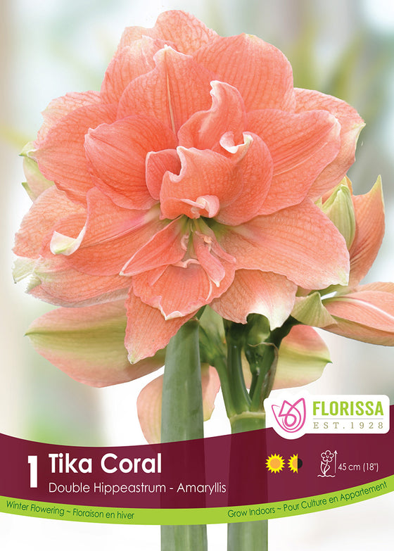 Amaryllis - Tika Coral