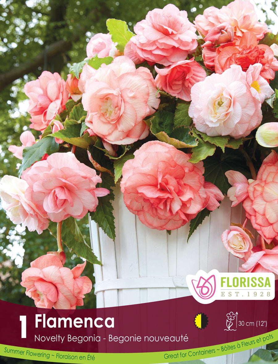 Begonia - Super Novelty Flamenca