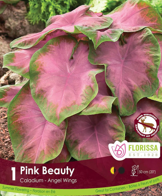 Caladium ‘Pink Beauty’ (Angel Wings)