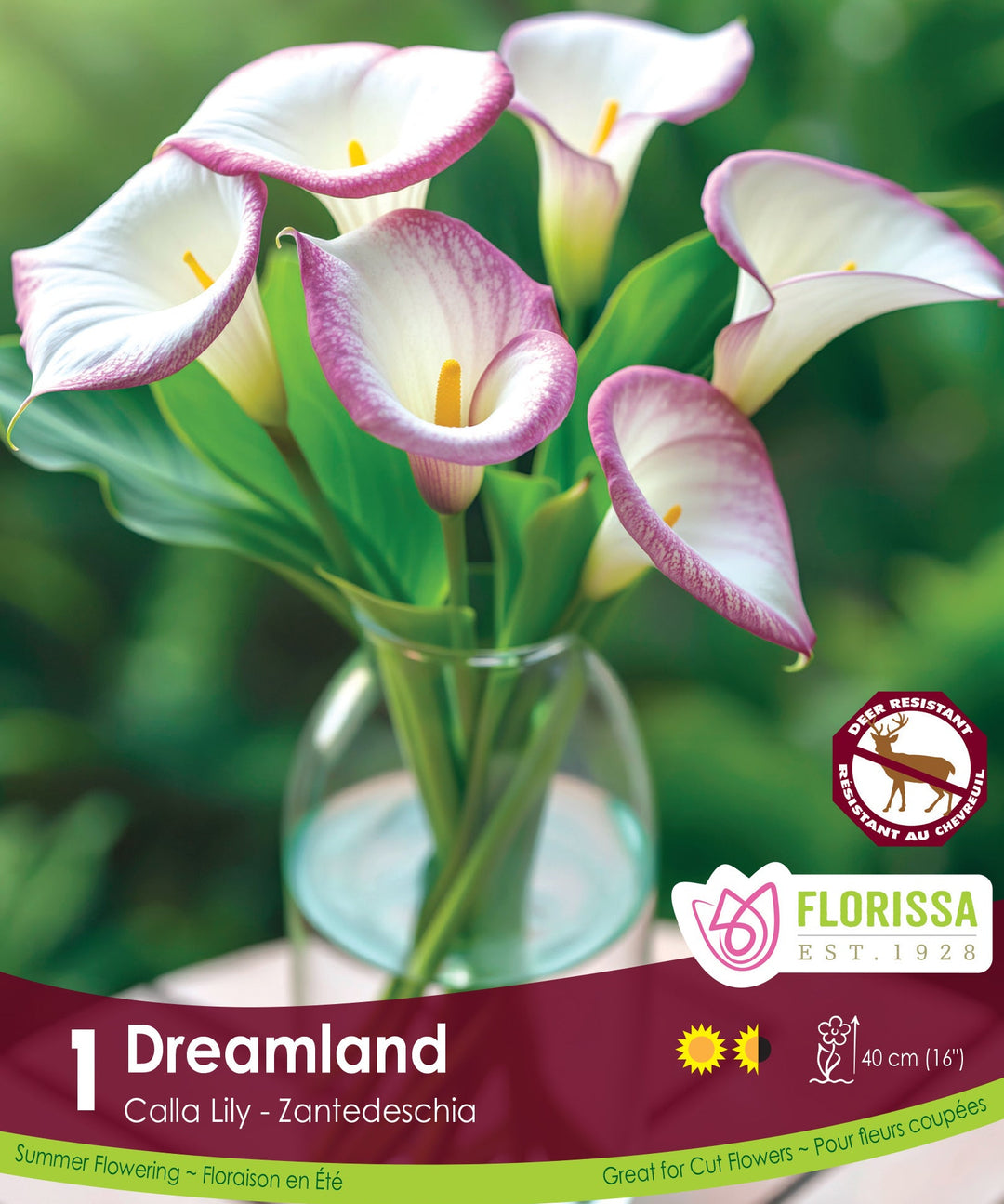 Calla Lily - Dreamland