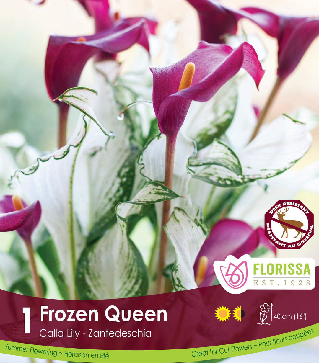 Calla Lily - Frozen Queen