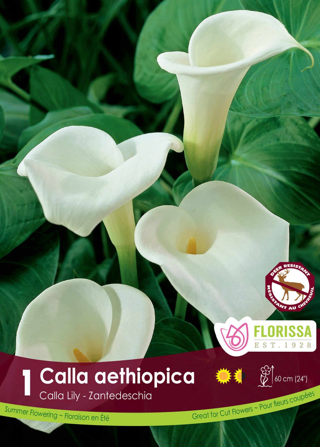 spring calla lily plant Calla Lily | Aethiopica
