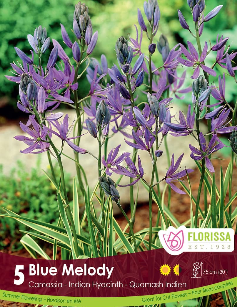 Camassia Blue Melody 