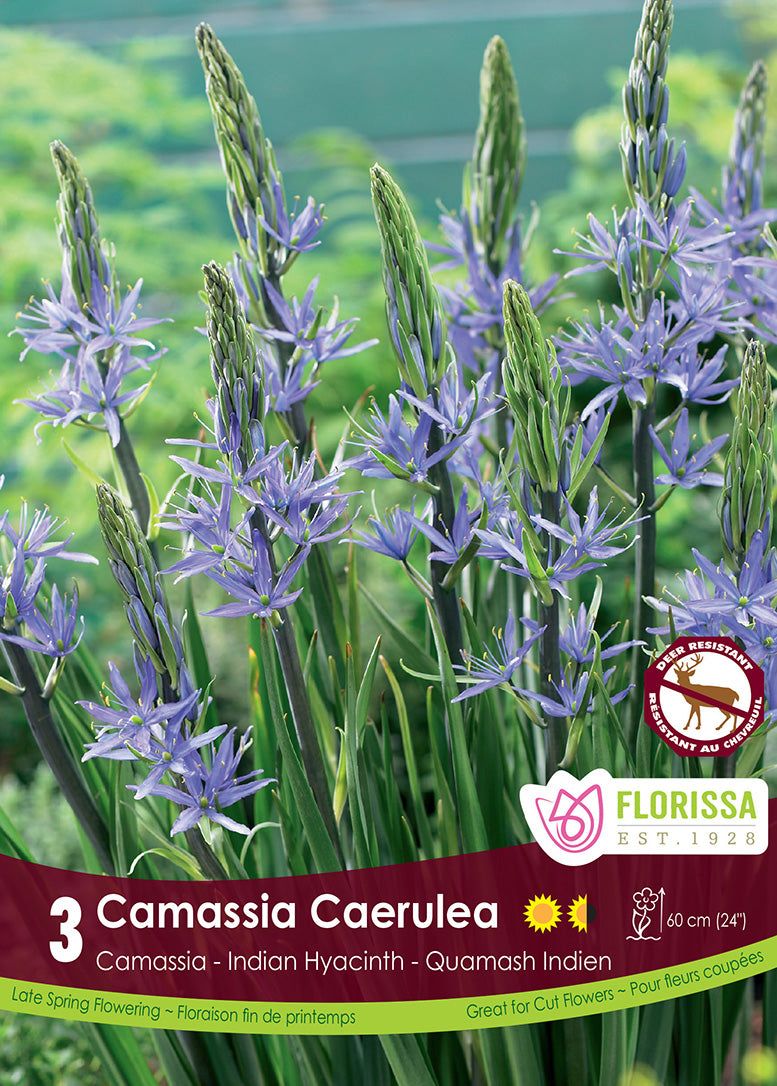 Camassia - Caerulea, 3 Pack