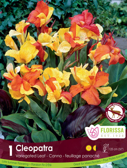 Canna Variegated Leaf - Cleopatra