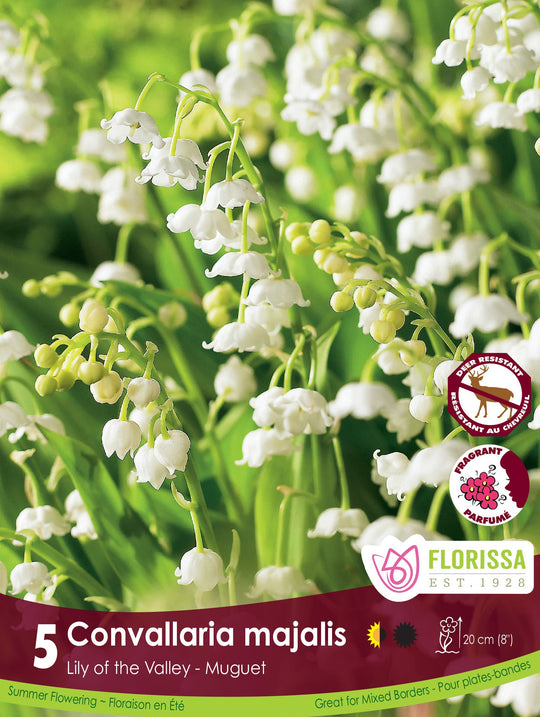 Convallaria Majalis, 5 Pack