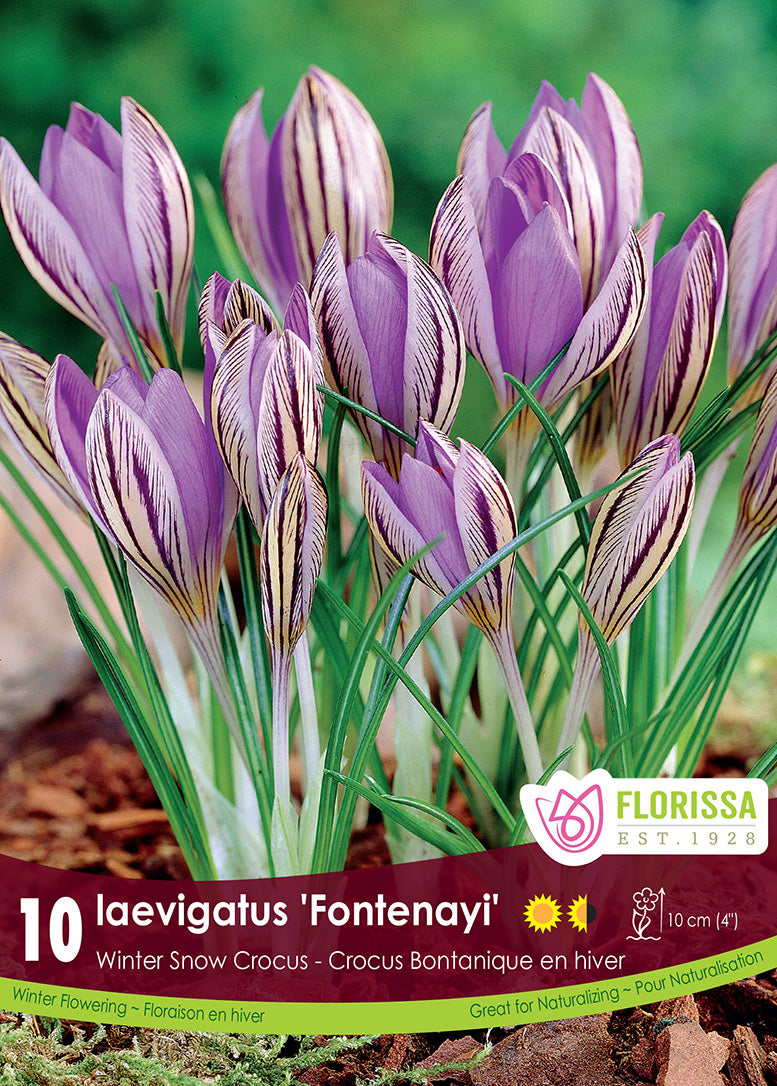 Crocus - laevigatus Fontenayi, 10 Pack