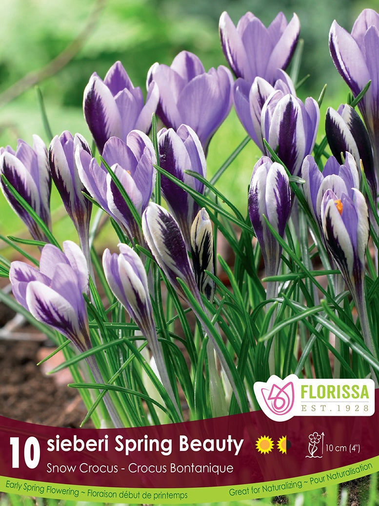 Snow Crocus - Spring Beauty, 10 Pack