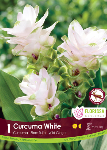Curcuma White - Siam Tulip
