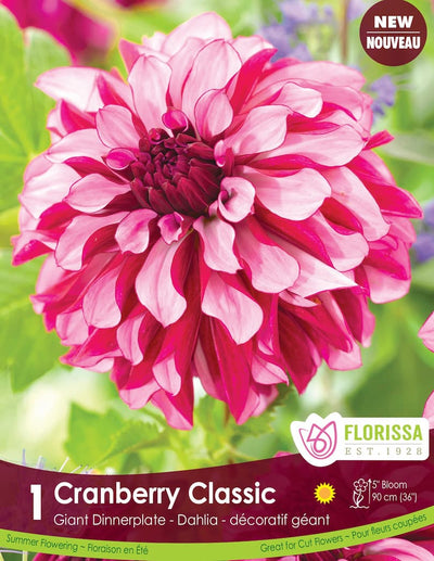 Dahlia - Cranberry Classic