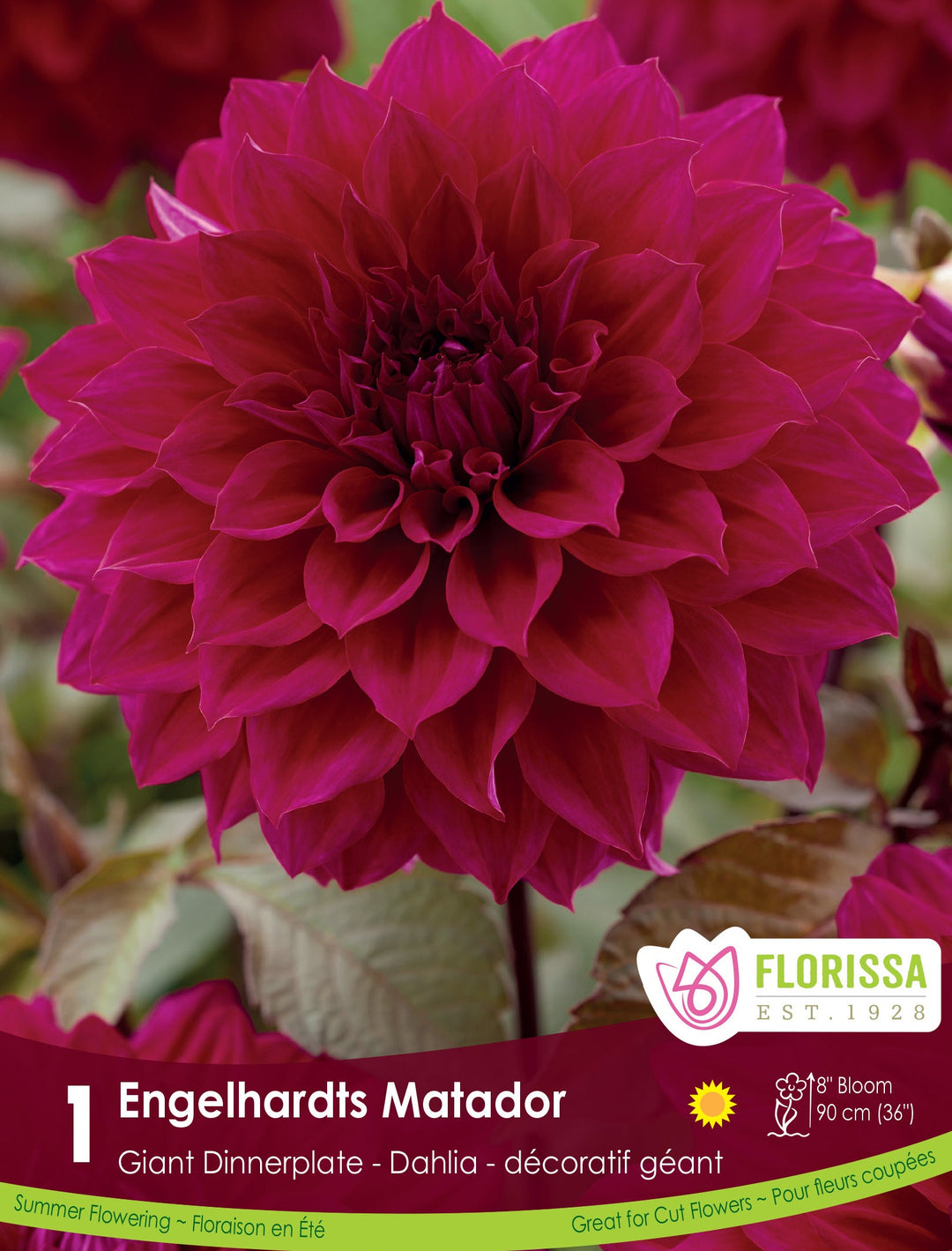 Dahlia - Engelhardt's Matador