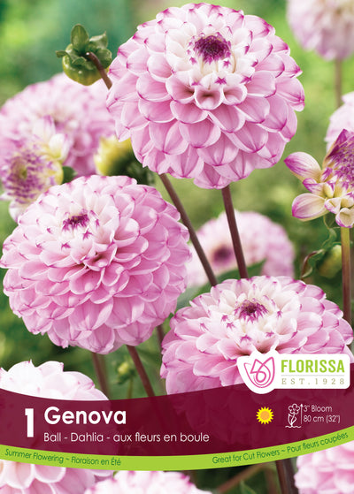 Dahlia - Genova
