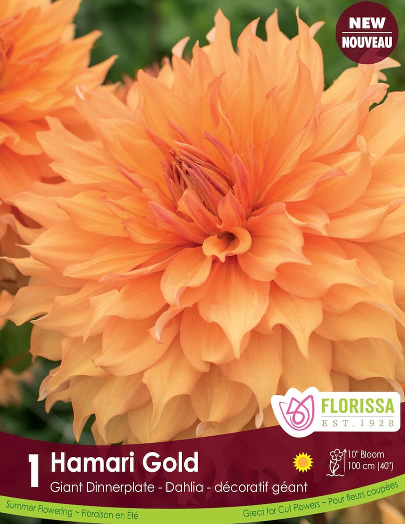 Dahlia - Hamari Gold