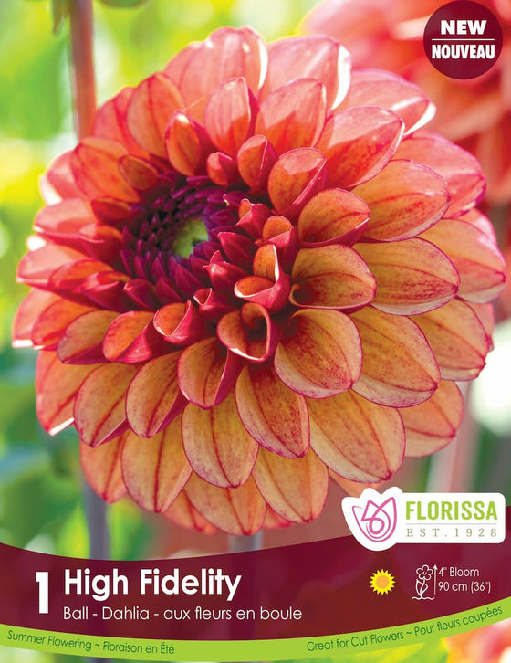 Dahlia - High Fidelity