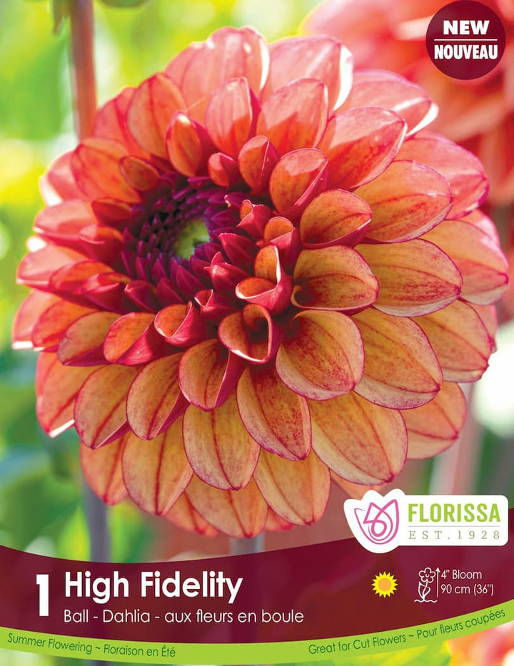 Dahlia | Ball Dahlia | High Fidelity | Spring Planting Bulb – Wildwood ...