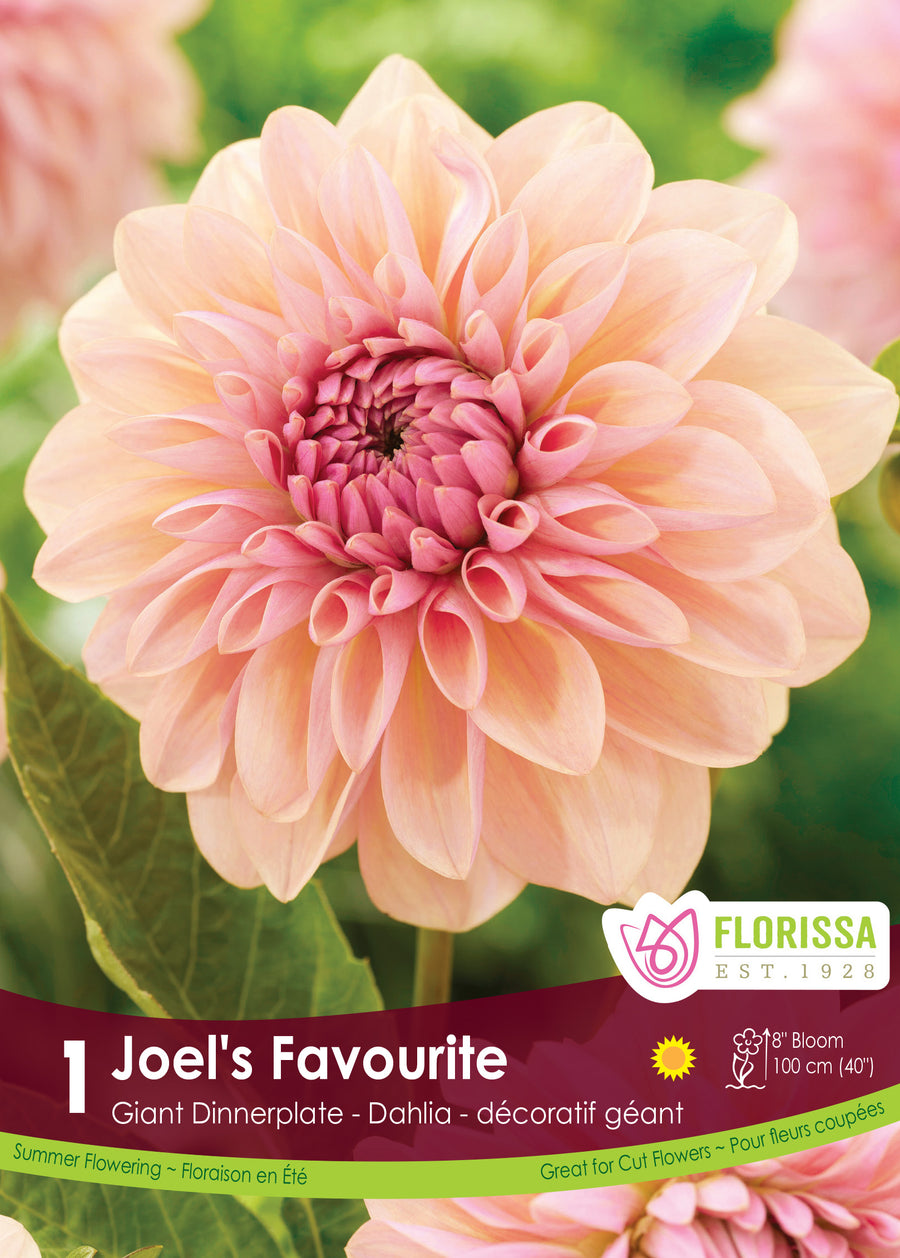 Dahlia - Joel's Favourite