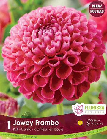 Dahlia - Jowey Frambo