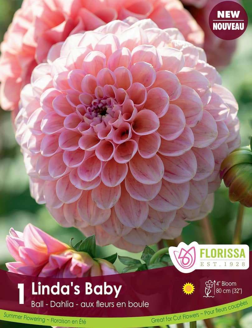 Dahlia - Linda's Baby