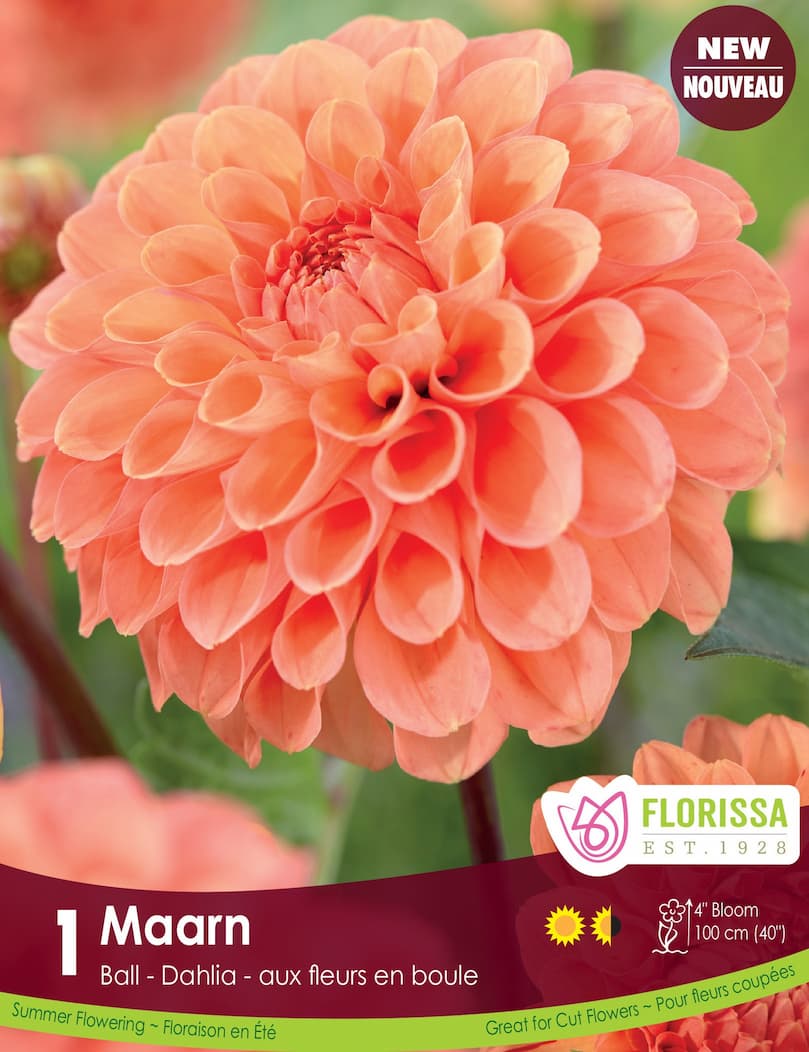Dahlia - Maarn