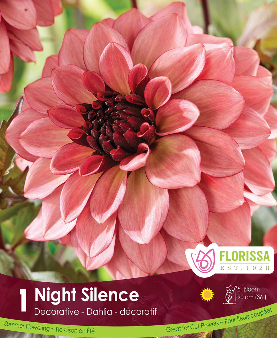 Dahlia - Night Silence
