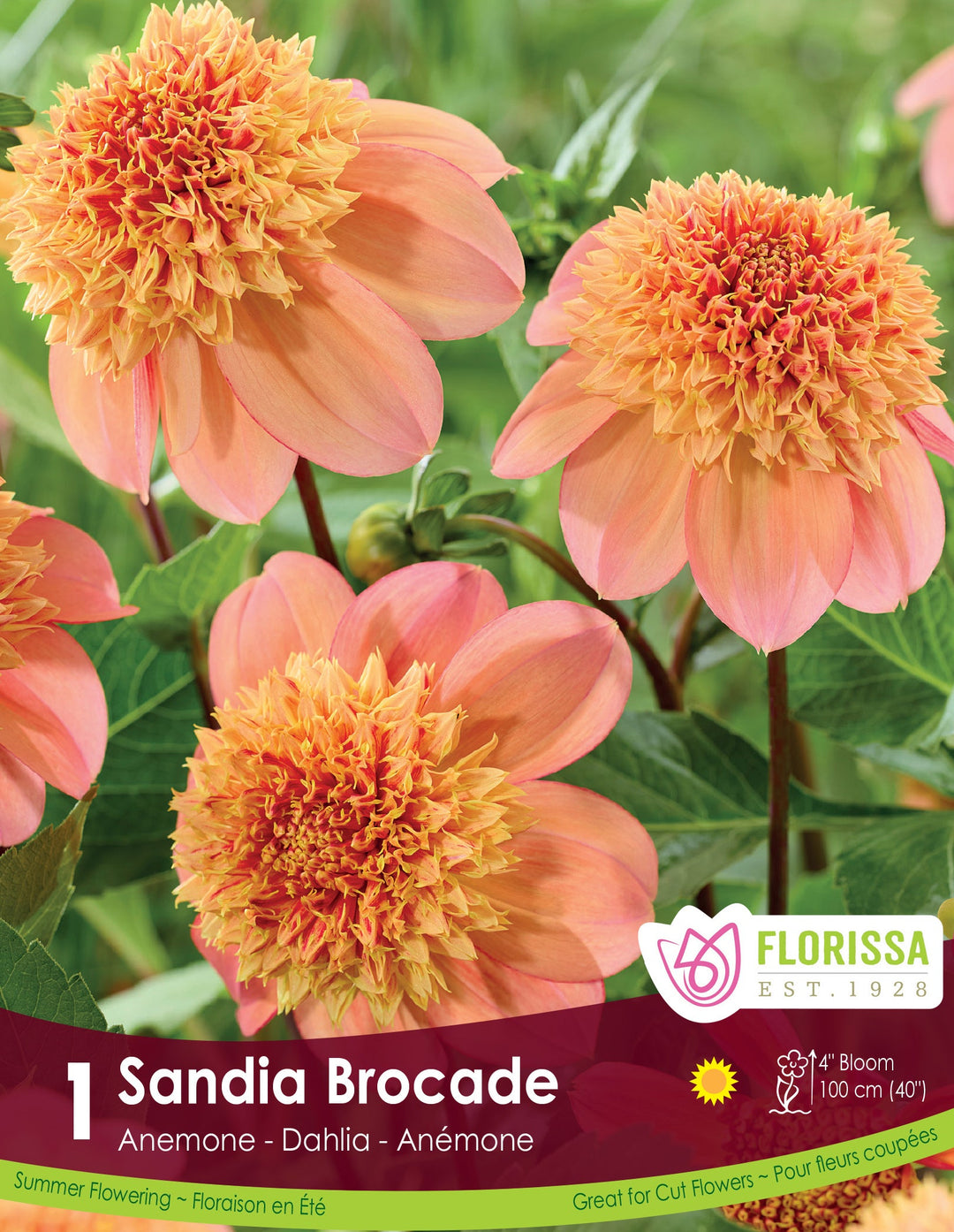 Dahlia - Sandia Brocade