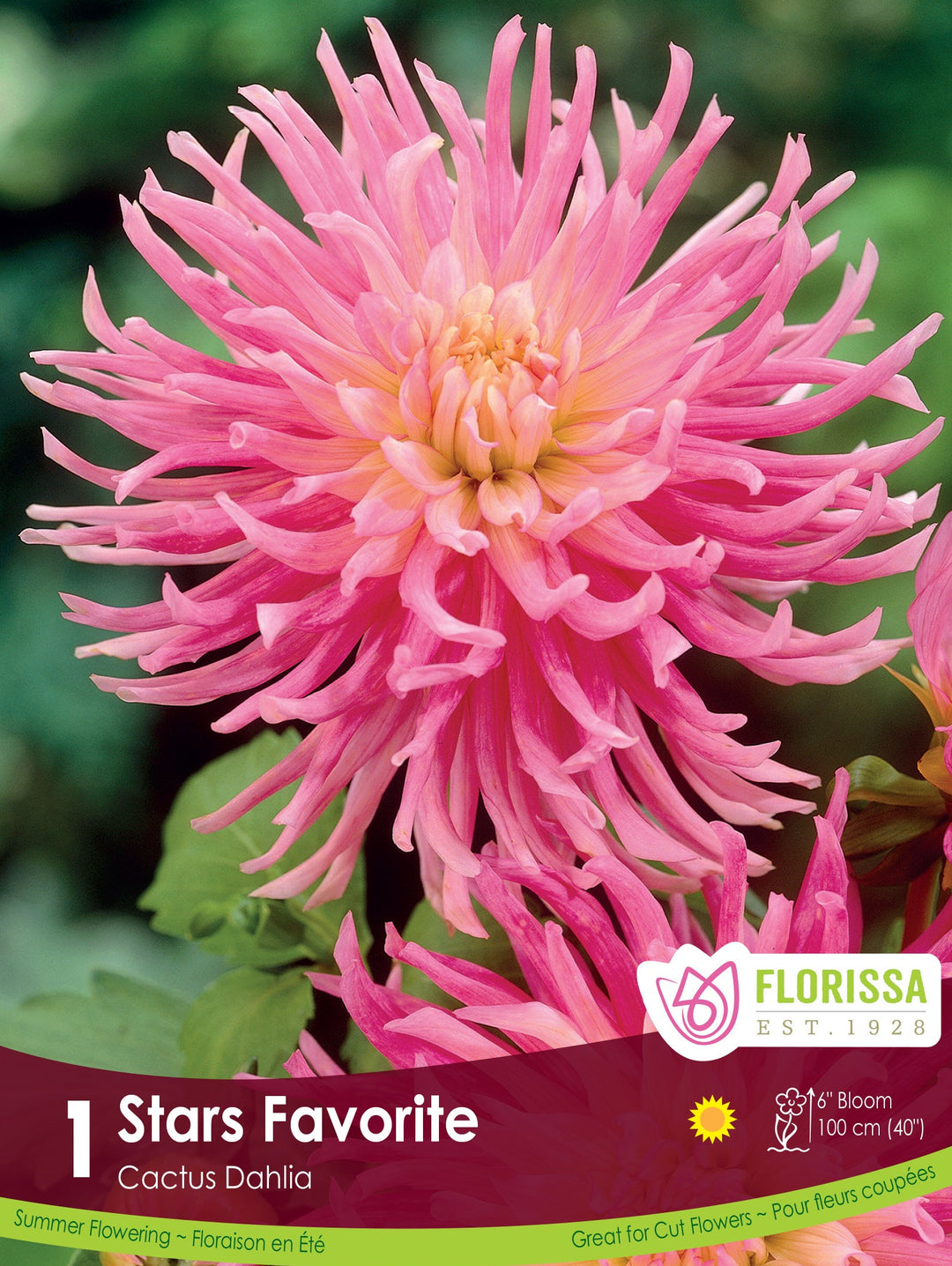 Dahlia - Stars Favorite