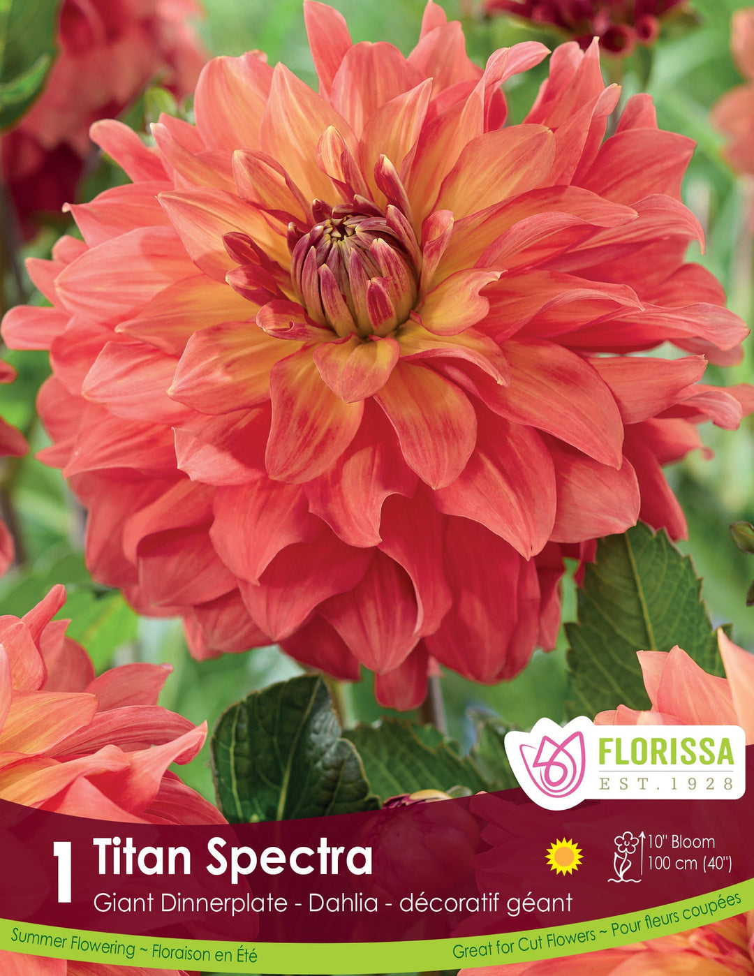 Dahlia - Titan Spectra