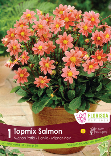 Dahlia Mignon - Topmix Salmon