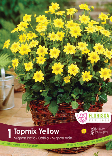 Dahlia Mignon - Topmix Yellow