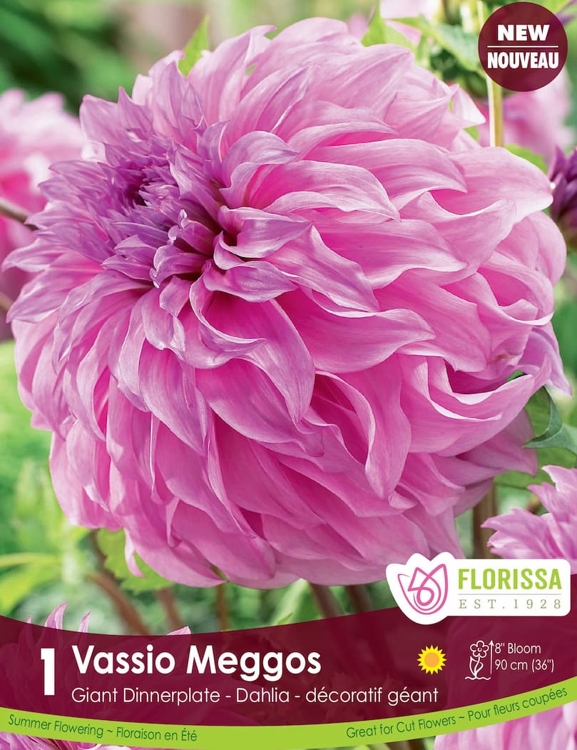 Dahlia - Vassio Meggos