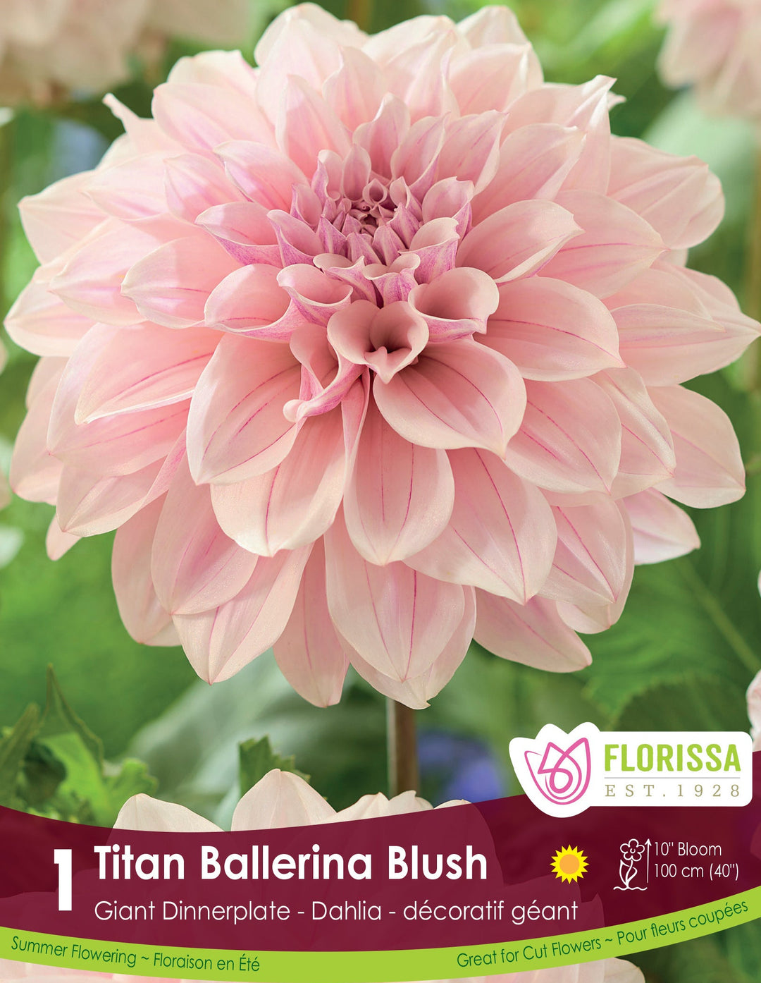 Dahlia - Titan Ballerina Blush