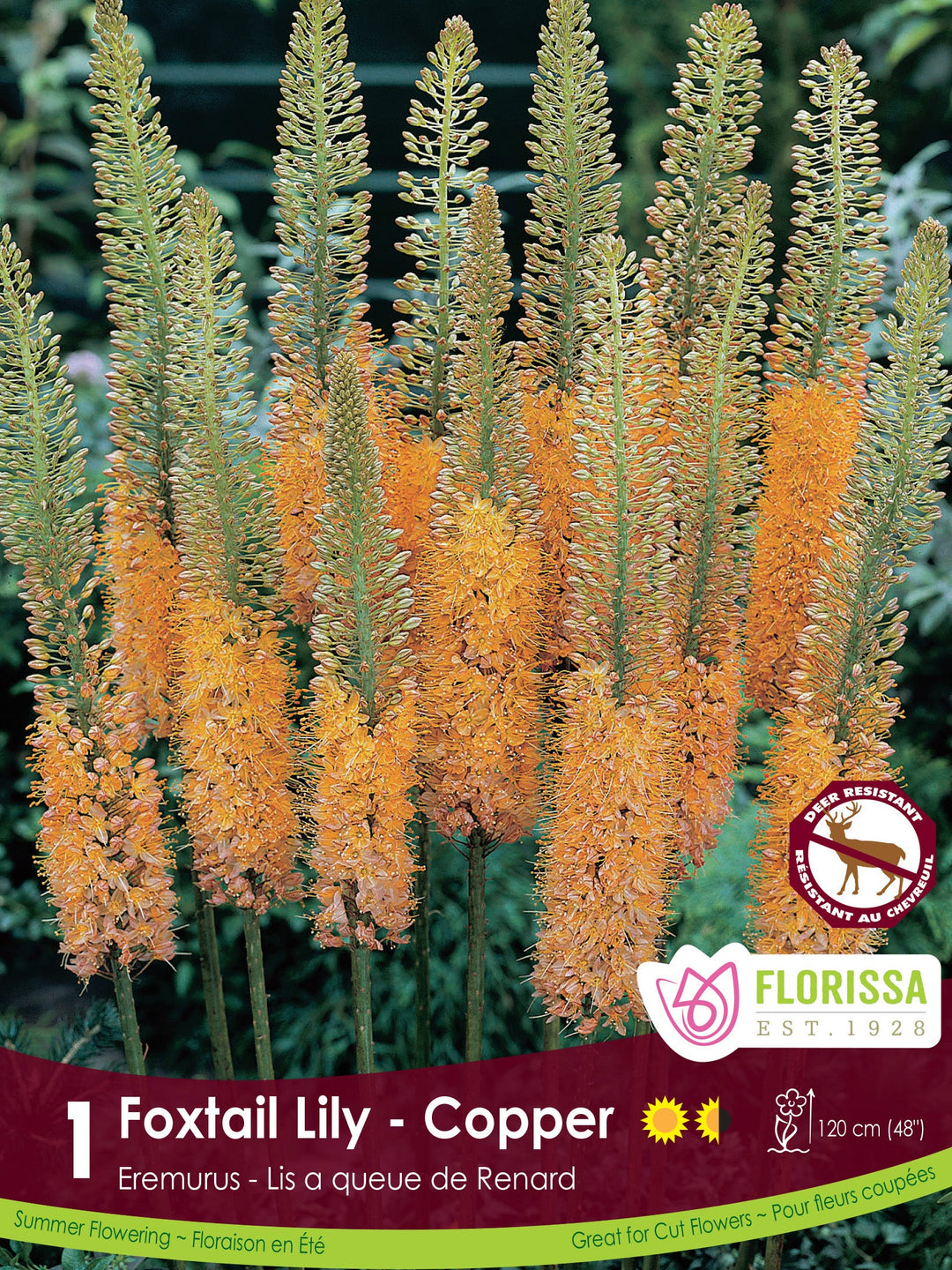 Eremurus - Copper