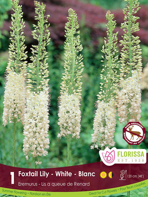 white foxtail lily Eremurus | Foxtail Lily