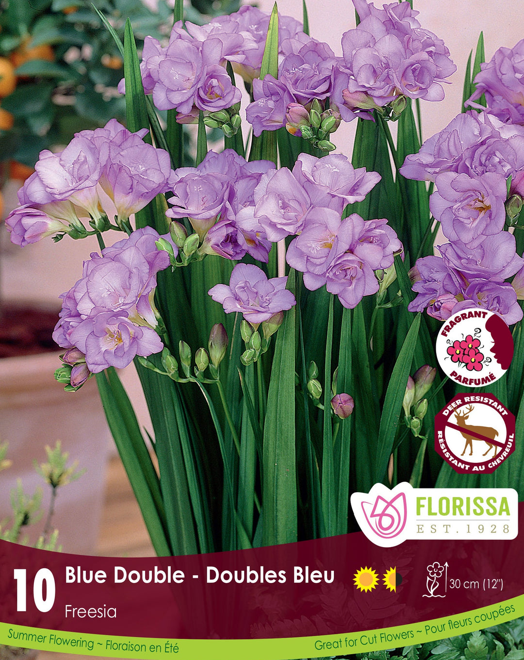 Freesia - Double Blue